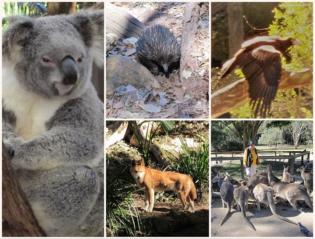 Photograph accompanying Australian National Botanic Gardens