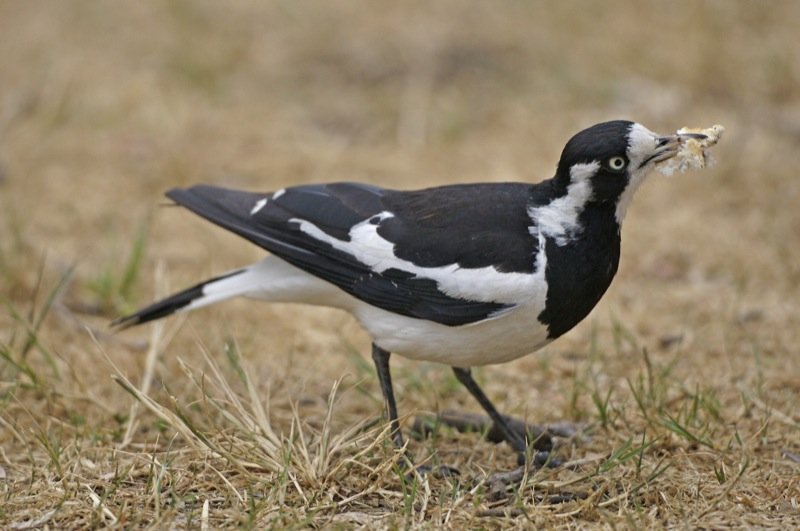 A black-and-white magpie-lark standing in Royal Park, Melbourne.